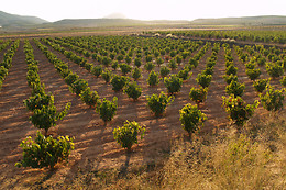 BODEGAS CONTRERAS