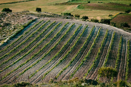 BODEGAS MONTEABELLON
