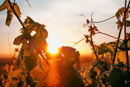BODEGAS MONTEABELLON