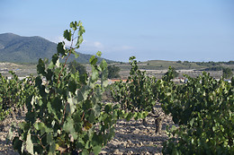 BODEGAS CONTRERAS