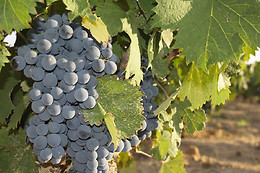 BODEGAS CONTRERAS