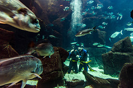 MADEIRA NATURE EXPERIENCE
