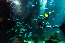 MADEIRA NATURE EXPERIENCE