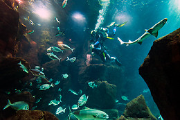 MADEIRA NATURE EXPERIENCE