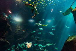 MADEIRA NATURE EXPERIENCE