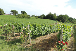 Domaine Armagnac Lafitte
