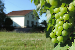 Domaine Armagnac Lafitte