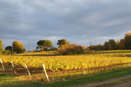 Domaine Armagnac Lafitte