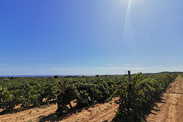 BODEGAS Y CAVAS JAUME SERRA