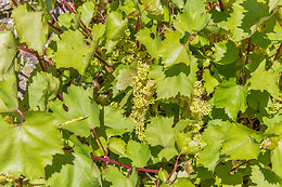 Chateau du Bois Huaut