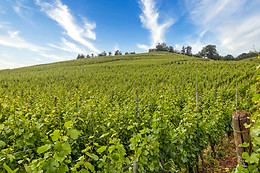 Vignobles François Baur