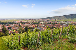 Vignobles François Baur
