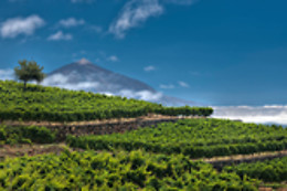CURSO CATA DEL VINO