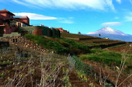 CURSO CATA DEL VINO