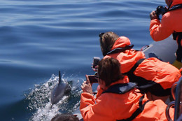 Seadolphins