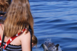 Seadolphins