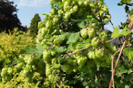 Brasserie des 3 Provinces