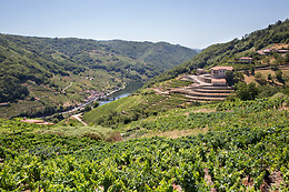 ADEGAS E VIÑEDOS VIA ROMANA