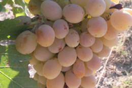 UVAS BAILEN