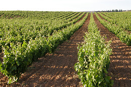 BODEGAS ISMAEL ARROYO - VALSOTILLO