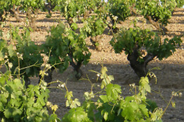 BODEGAS ISMAEL ARROYO - VALSOTILLO