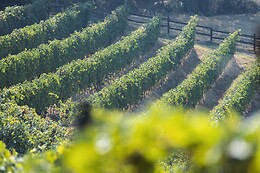 Azienda Agrituristica Dai Dellerba
