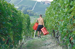 Bajaj - Cantina & Agriturismo