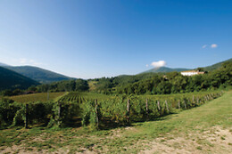 Tenuta San Donato