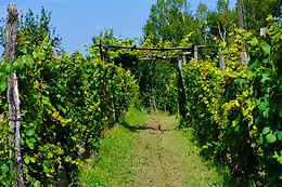 Bio Azienda Agricola Cascina Boccaccio