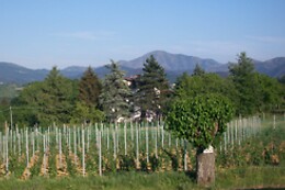 Bio Azienda Agricola Cascina Boccaccio