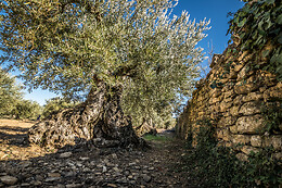 BODEGAS CAUDALÍA