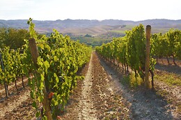 Cantina Wine Shop Badia di Morrona