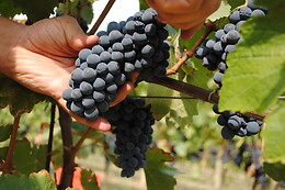 Azienda Agricola Cascina Albano S.S.A.