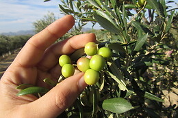 OLEOALMANZORA