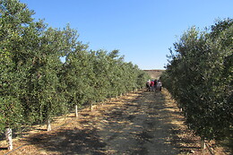 OLEOALMANZORA