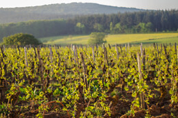 Domaine Joseph Lafarge