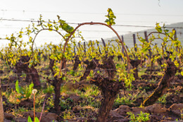 Domaine Joseph Lafarge
