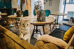 Chat'lounge Clermont-Ferrand