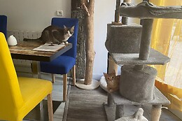 Troyes petits chats