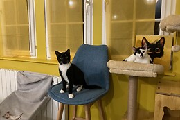 Troyes petits chats