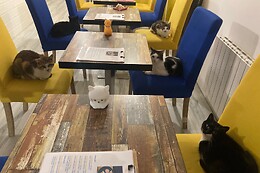 Troyes petits chats