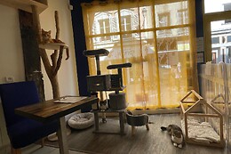 Troyes petits chats