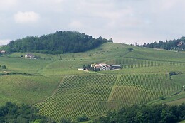 Azienda Agricola La Piotta