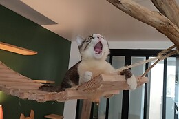 Chat'lon de thé