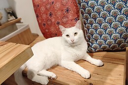 Chat'lon de thé