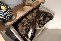 Chat'lon de thé