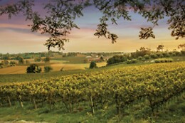 Cantina Bertagna