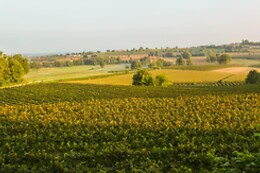 Cantina Bertagna