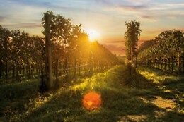 Cantina Bertagna