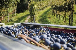 Cantina Bertagna